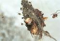 Parasteatoda_lunata_F2131_Z_85_Les Gris_Frankrijk